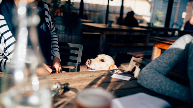 Chennais-Pet-Friendly-Cafes