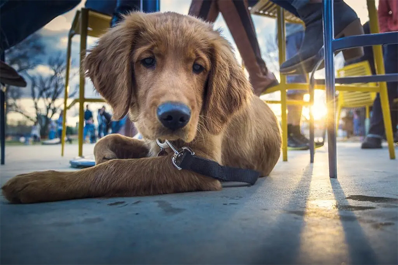 Pet-Friendly-Cafes-chennai