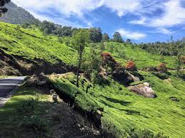 Marayoor’s Misty Musings: Escaping to Kerala’s Emerald Tea Estates