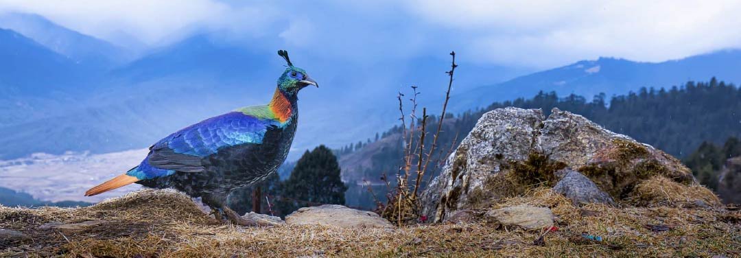 Colourful Himalayan monal bird standing on a rocky hillside with forested mountains and misty Himalayan peaks in the background.