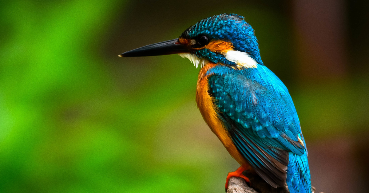 birdwatching in chopta