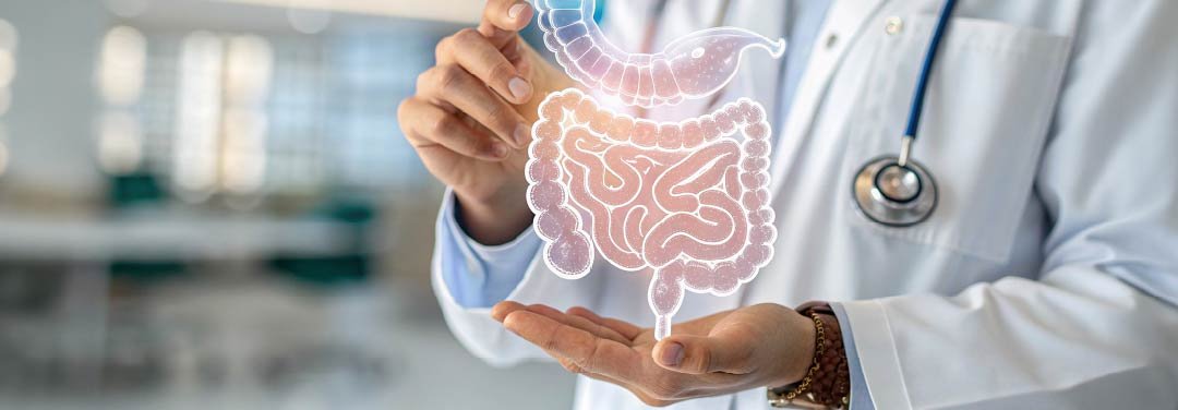Doctor holding a digital illustration of the human digestive system, showing the stomach and intestines.