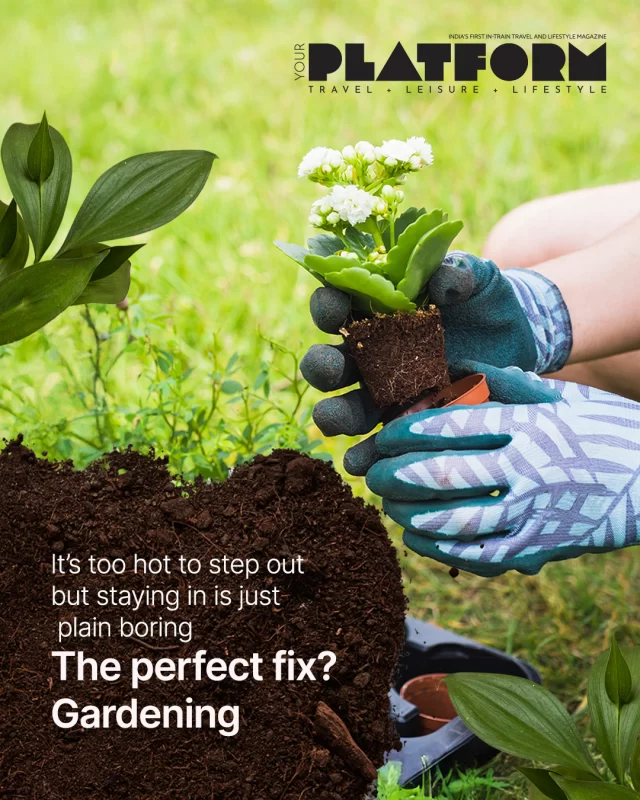 Happy gardening! Gardening is a soothing and satisfying activity as its results are breath-taking. So, be consistent, enjoy the process and don’t forget to share your gardening experiences in the comments below.
#gardening #gardenersofinstagram ##gardeningtips #gardeningideas #yourplatform