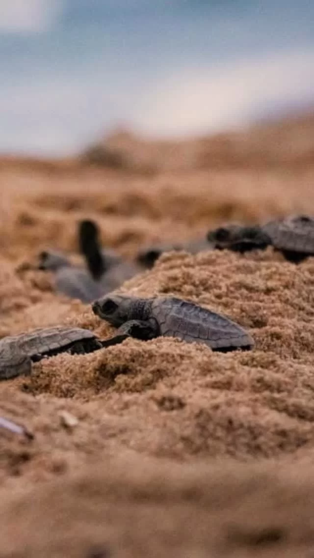 This World Turtle Day, dive into the shores of Chennai where passionate conservationists are working tirelessly to protect our sea turtles. From safeguarding nesting grounds to releasing hatchlings into the ocean, every action counts. Join us in celebrating these gentle mariners and the heroes who protect them.
#turtles #turtleday #saveturtle #yourplatform